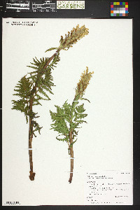 Pedicularis bracteosa var. paysoniana image