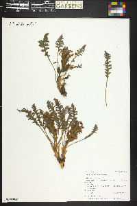 Pedicularis centranthera image