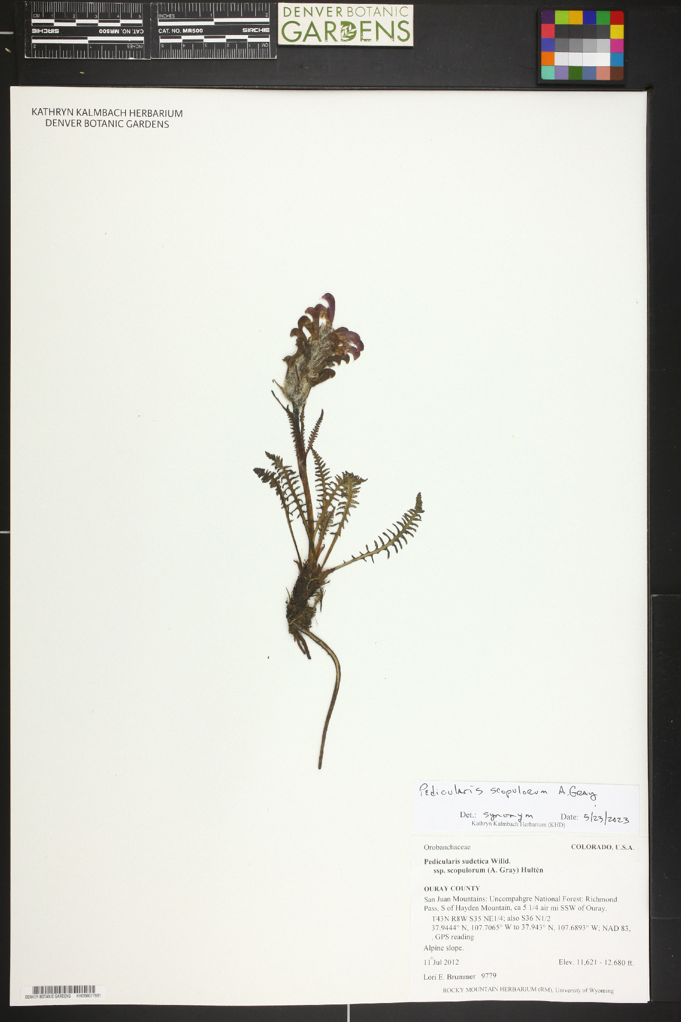 Pedicularis sudetica subsp. scopulorum image