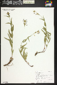 Penstemon watsonii image