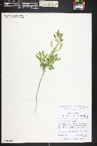 Polanisia trachysperma image