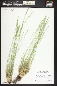 Festuca saximontana image