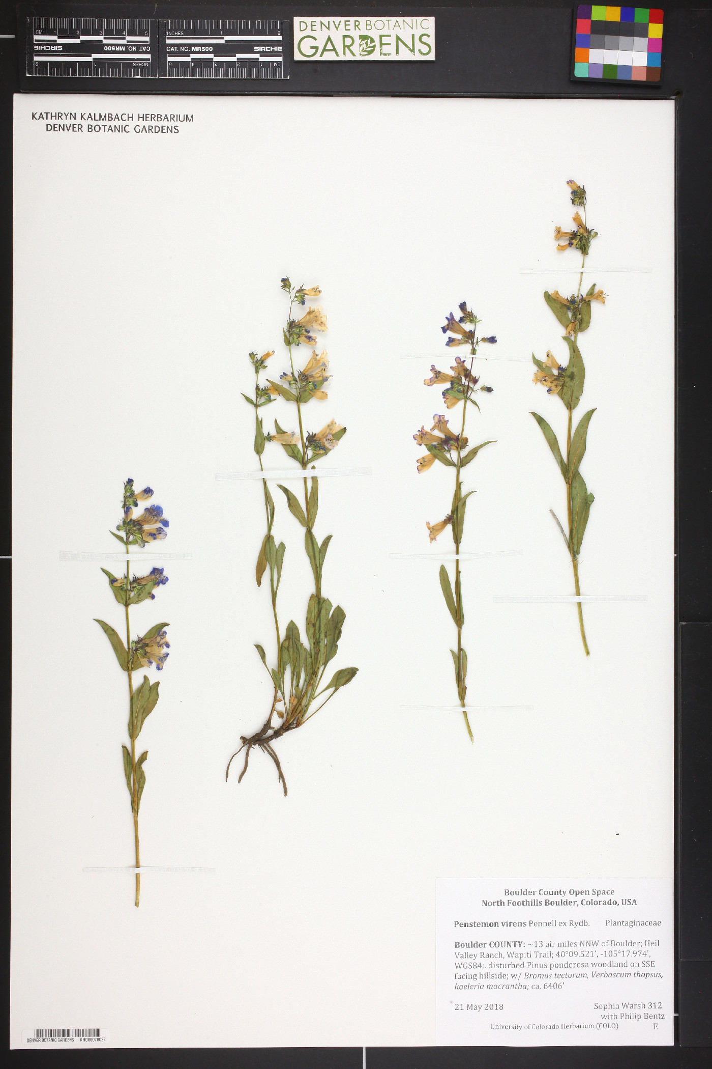 Penstemon virens image
