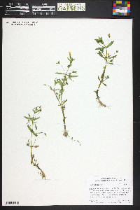 Gratiola neglecta image