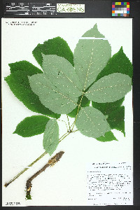 Aralia nudicaulis image