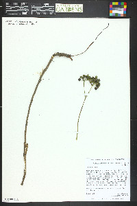 Aralia nudicaulis image