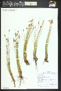 Juncus parryi image