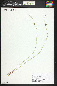 Juncus arcticus image