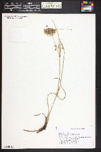 Tradescantia occidentalis image