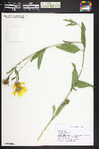 Helianthus pumilus image