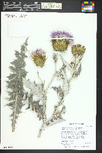 Cirsium undulatum image