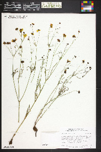 Coreopsis tinctoria image