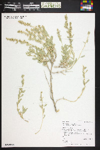 Atriplex gardneri image