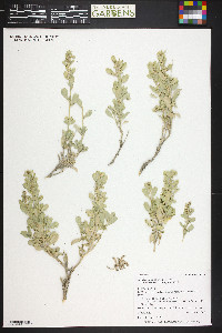 Atriplex gardneri var. cuneata image