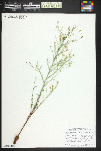 Stephanomeria pauciflora image