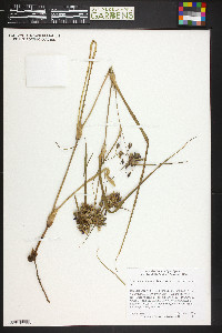 Tradescantia occidentalis image