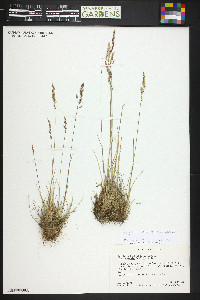 Poa glauca image