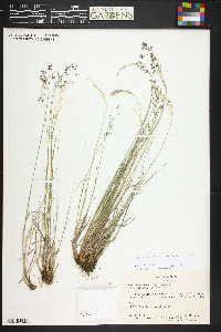 Poa glauca subsp. rupicola image