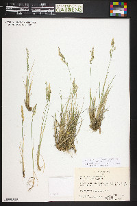 Poa glauca subsp. rupicola image