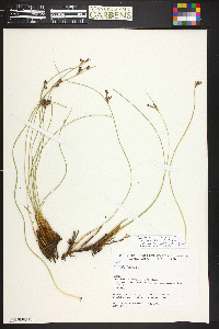 Juncus balticus subsp. balticus image