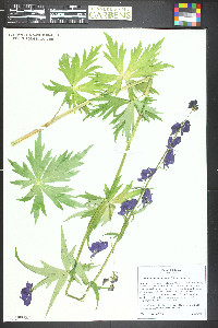 Aconitum columbianum image