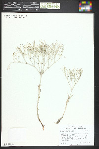 Eriogonum effusum image