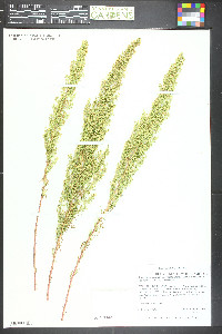 Artemisia campestris image