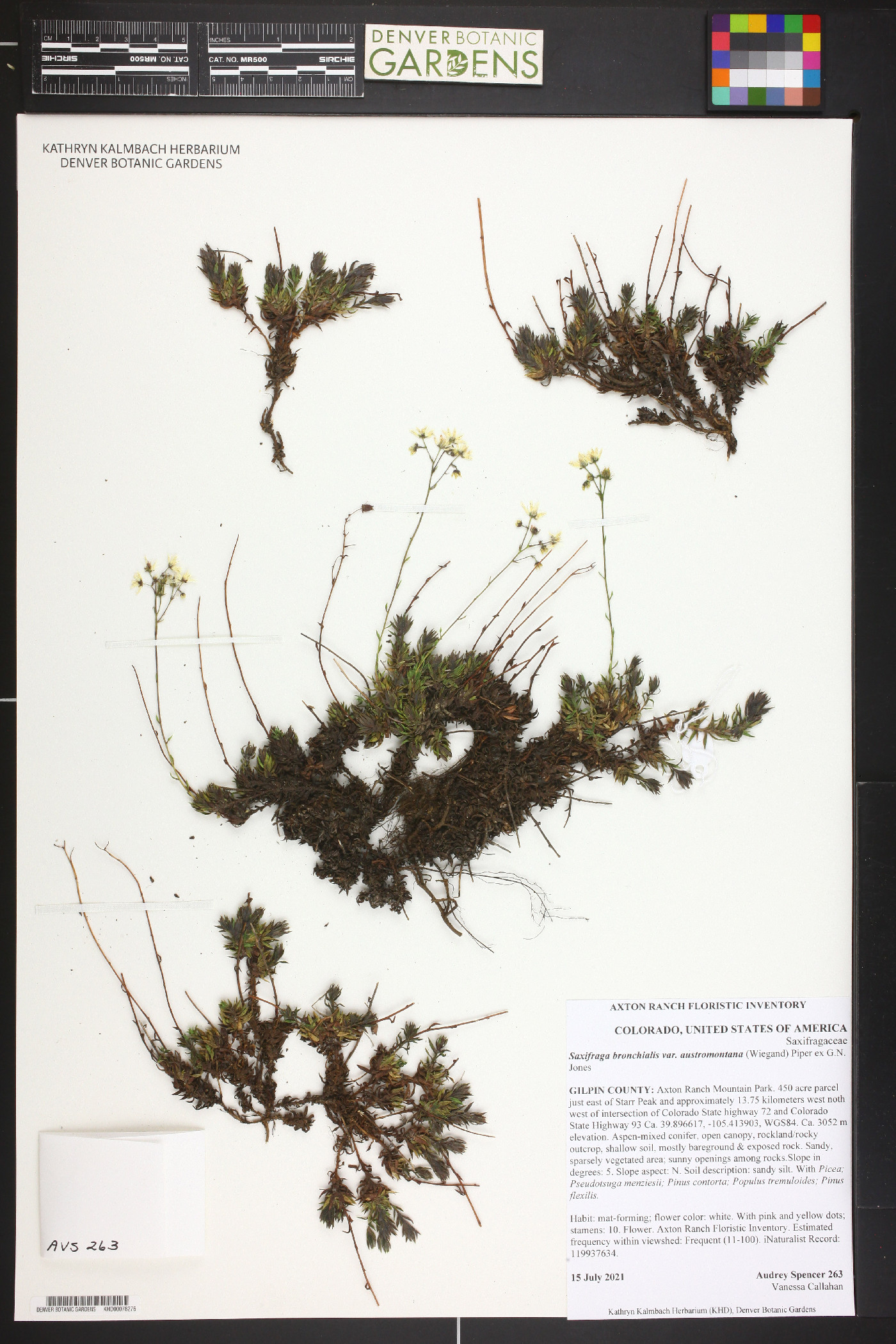 Saxifraga bronchialis var. austromontana image