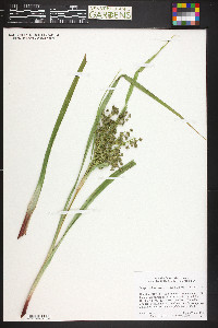 Scirpus microcarpus image