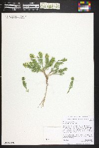 Teucrium laciniatum image