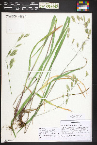 Bromus ciliatus var. richardsonii image
