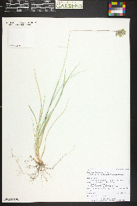 Poa fendleriana subsp. longiligula image