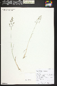 Poa arctica subsp. aperta image