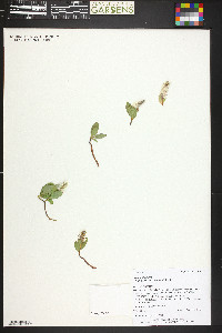 Salix petrophila image