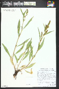 Rumex triangulivalvis image