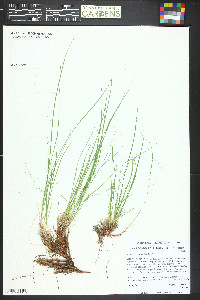 Carex pityophila image