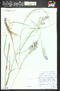 Calamagrostis canadensis var. canadensis image