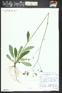 Hieracium albiflorum image