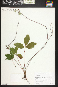 Fragaria vesca image