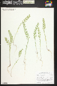 Alyssum simplex image