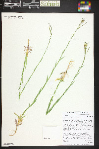 Boechera stricta image