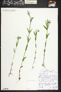 Epilobium halleanum image