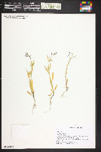 Chorispora tenella image