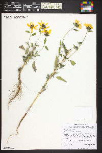 Helianthus petiolaris image