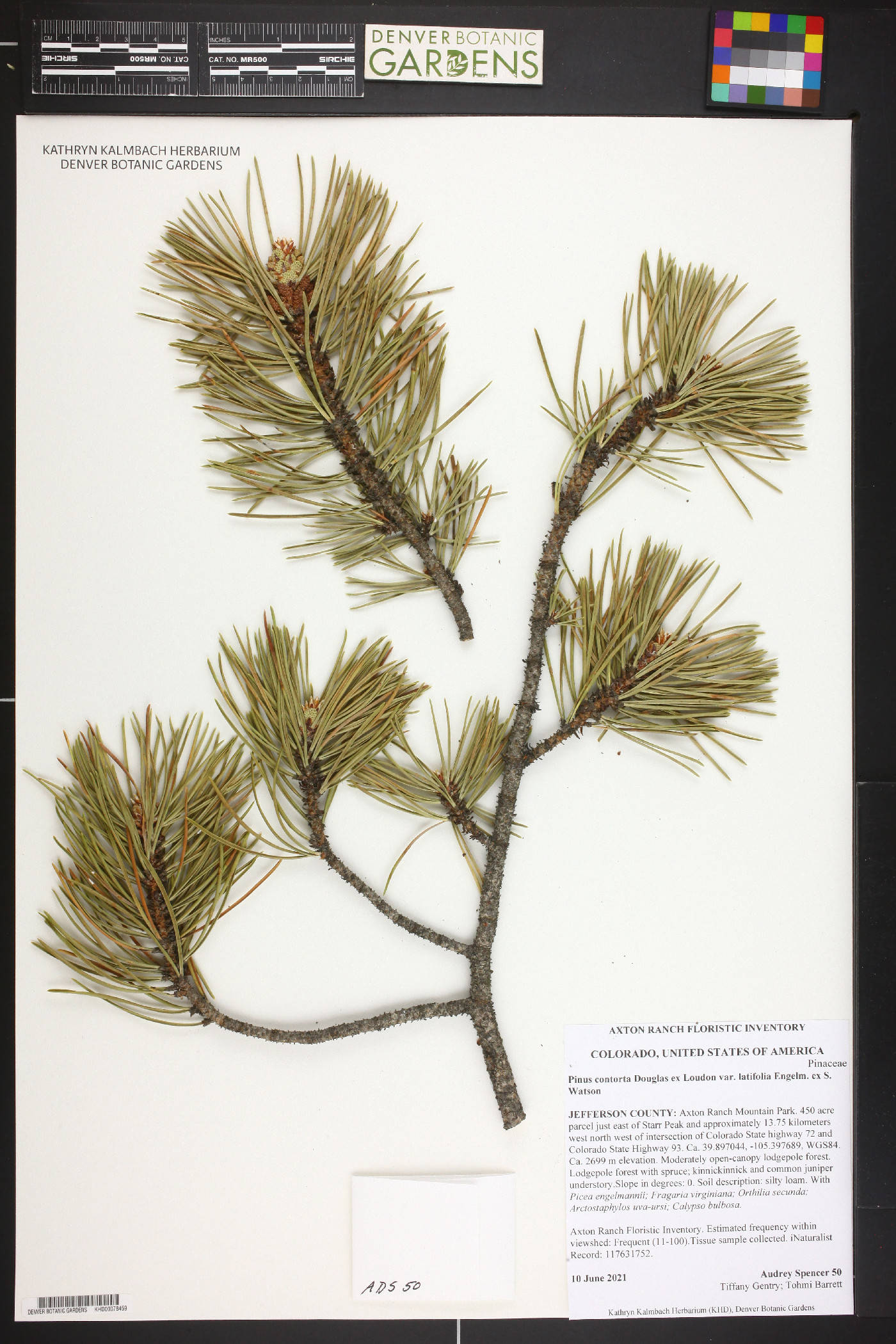 Pinus contorta var. latifolia image