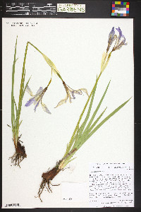 Iris missouriensis image