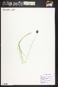 Carex bebbii image