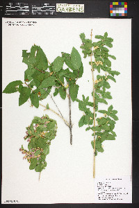 Lonicera tatarica image