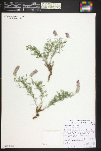 Dalea tenuifolia image