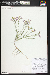 Penstemon ambiguus image